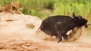 Shocking Moments When Painful Lions Are Attacked And Tortured By Africa's Deadliest Preys