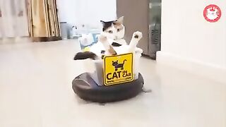 Funny Pet