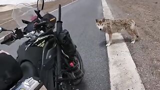 Biker & wolf