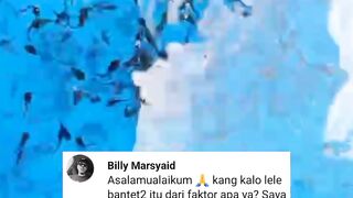 Penyebab ikan lele/larva lele bantet (pendek)