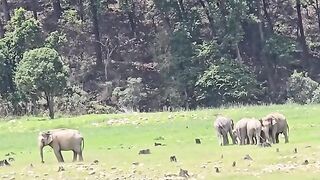 Elephants ???? togather.