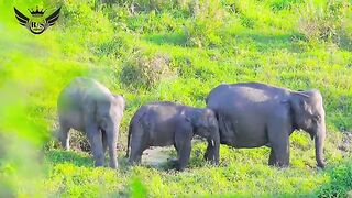 Elephant.