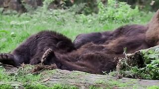???? ????Cute Sleeping Bear Relaxing ????.
