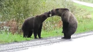epic-grizzly-bear-fight.