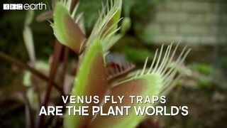 The Venus Flytrap’s Deadly Speed | Natural Born Killers