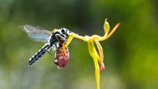 Sneaky Orchid Tricks a Wasp | The Green Planet