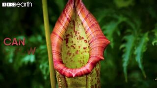 This Plant Traps its Prey With a Deadly Drop | Natural Born Killers