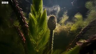 The Tyrant of the Deep | The Green Planet