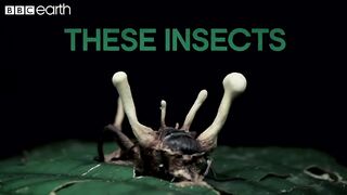 This Fungus Turns Insects Into Zombies | Natural Born Killers