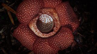 Corpse Flower Stinks of Death I The Green Planet