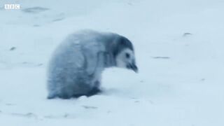 Baby Penguin Must Find Mother Before Freezing | Snow Chick: A Penguin's Tale