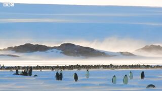 Baby Penguin Tries To Make Friends | Snow Chick: A Penguin's Tale