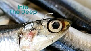 Deep Sea Parasites Flourishing in Marine Ecosystems | Into The Deep