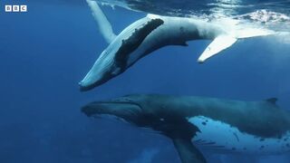 Baby Whale Playtime Gets Dangerous | Spy In The Ocean