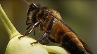  Hunters vs Bees and Tigers | Ganges
