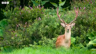 Crane Protects Baby Chick from Deer Herd | Japan: Earth's Enchanted Islands