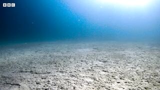 Amazing Clownfish Teamwork | Blue Planet