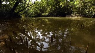 Walking Fish and Fiddler Crabs Dine on a Muddy Buffet