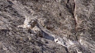 The Race to Find the Mysterious Snow Leopard | Snow Leopard: Beyond the Myth