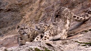 Snow Leopard Cub Learns From Its Mother | Snow Leopard: Beyond the Myth