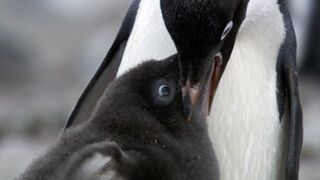 Penguin Siblings Race For Food | Growing Up Wild