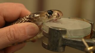 Extracting Venom From Deadly Snakes