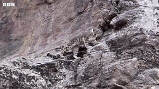 Incredible Snow Leopard Hunting Technique | Snow Leopard: Beyond the Myth