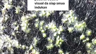 Penyebab pemijahan lele GAGAL padahal secara fisik INDUK LELE siap semua