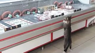 what's cat buying something