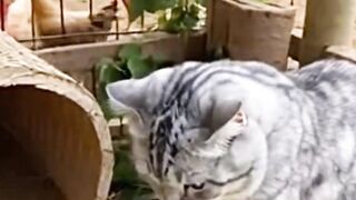 Kucing lucu banget sedang memasak