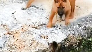Meong dikeroyok 4 anjing