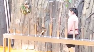Pertunjukan teater kucing lucu