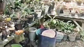 Aglonema flower garden
