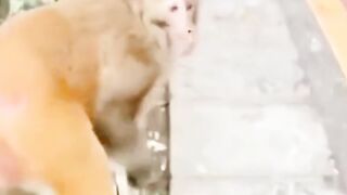 Godain monyet lucu