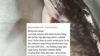 Tidak disangka❗Induk lele betina bobot 800gram bisa menghasilkan 35rb bibit lele