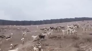 I Joined Their Pack ????????.