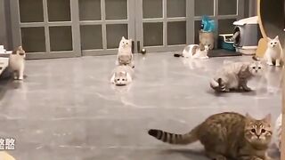 That one unbothered cat