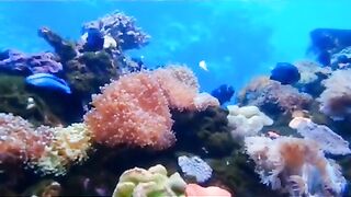 facts about starfish