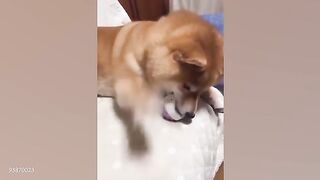 DOGS-are-the-FUNNIEST-creatures-on-Earth