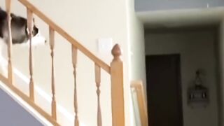 German Shepherd vs Husky