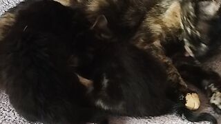 Animals in the house