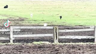 Ко мне!!!