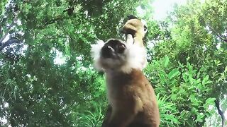 lemurs-get-high-spy.