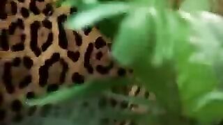 jaguar tastes the hallucinogenic.