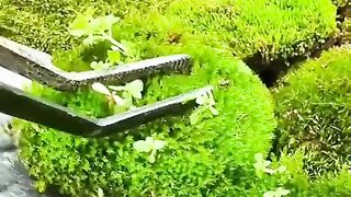 Terrarium Building