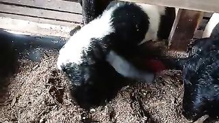 Shaun the sheep