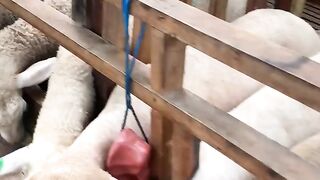 Shaun the sheep