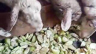 Shaun the sheep
