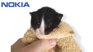 Famous Phone Ringtones but Meme Cats Sing It