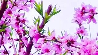 Beautiful nature